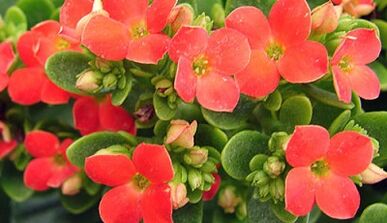 Kalanchoe za zdravljenje kroničnega prostatitisa