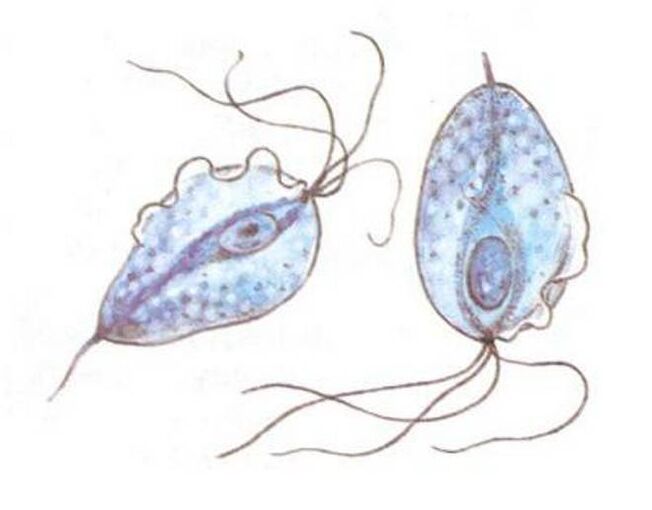 Trichomonas povzročitelji prostatitisa